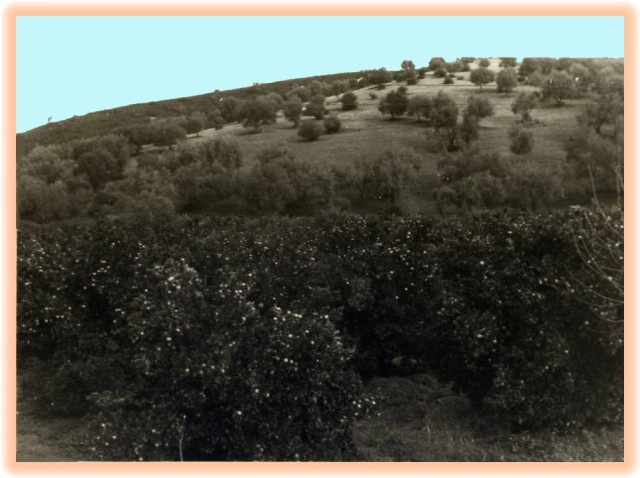 DEHBIA-Orangeraie Balloy